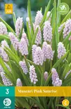 Helmililja Pink Sunrise 3 kpl/pkt - Liljat - 8712438521249 - 2