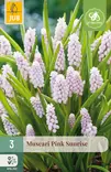 Helmililja Pink Surprise 3 kpl/pkt - Liljat - 8712438521249 - 1