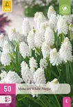 Helmililja White Magic 50 kpl/pkt - Liljat - 8712438982729 - 2