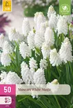 Helmililja White Magic 50 kpl/pkt - Liljat - 8712438982729 - 1