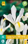 Hollanninkurjenmiekka White 25 kpl/pkt - Muut kukkasipulit - 8712438520259 - 2