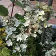 Japaninhortensia Wim's Red - Koristepensaat - 45939 - 2