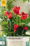 Kanna Red Beauty 1 kpl/pkt -  - 8720873000939 - 1