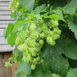 Käpyhumala Magnum - Köynnöskasvit - 5139 - 1