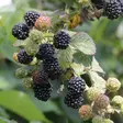 Karhunvadelma Black Jewel - Vadelmat - 21629 - 1