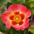 Maanpeittoruusu Sunshine Babylon Eyes - Ryhmäruusut - 31269 - 1