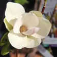 Magnolia Sunsation - Koristepensaat - 42969 - 1
