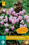 Murattisyklaami Hederifolium 2 kpl/pkt - Muut kukkasipulit - 8712438518959 - 2