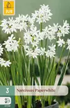Narsissi Paperwhite (indoor) 3 kpl/pkt - Narsissit - 8712438524059 - 1