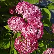 Pallohortensia Candybelle Sorbet - Koristepensaat - 45719 - 1