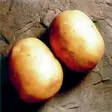 Peruna Solist 3 kg 30-55 mm - Siemenet ja sipulit - 6417486001959 - 1