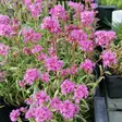 Pikkutervakko - Perennat - 75969 - 1