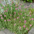 Punakissankäpälä Rubra - Perennat - 7039 - 1