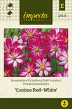 Punakosmoskukka Cosimo Red-White - Kukkien ja koristeheinien siemenet - 7332756289259 - 0