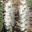 Punatähkä Alba/Floristan Weiss - Perennat - 7309 - 1