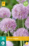 Rusolaukka Roseum 25 kpl/pkt - Laukat - 8712438517549 - 2
