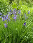 Siperiankurjenmiekka - Perennat - 72889 - 1