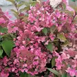 Japaninhortensia Wim's Red rungolla - Koristepuut - 45759 - 1