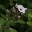 Syysleimu Mike's Favorite - Perennat - 76319 - 1