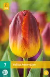 Tulppaani Amber Glow 7 kpl/pkt - Tulppaanit - 8712438974939 - 1