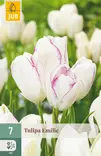 Tulppaani Emilie 7 kpl/pkt - Tulppaanit - 8720873008959 - 1