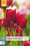 Tulppaani Fiery Club 7 kpl/pkt - Tulppaanit - 8712438509339 - 1