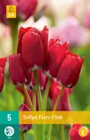 Tulppaani Fiery Club 7 kpl/pkt - Tulppaanit - 8712438509339 - 2