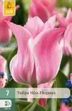 Tulppaani Miss Elegance 7kpl/pkt - Tulppaanit - 8712438982439 - 1