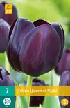 Tulppaani Queen of Night 7 kpl/pkt - Tulppaanit - 8712438504709 - 1