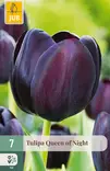 Tulppaani Queen of Night 7 kpl/pkt - Tulppaanit - 8712438504709 - 1