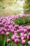 Tulppaani Synaeda Blue 6 kpl/pkt -  - 8711148236269 - 1