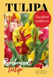 Tulppaani Texas Flame 7 kpl/pkt - Tulppaanit - 8711148308249 - 1