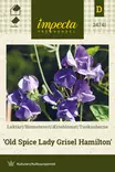 Tuoksuherne Old Spice Lady Grisel Hamilt - Kukkien ja koristeheinien siemenet - 7332756247419 - 0