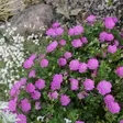 Verikurjenpolvi - Perennat - 7229 - 1