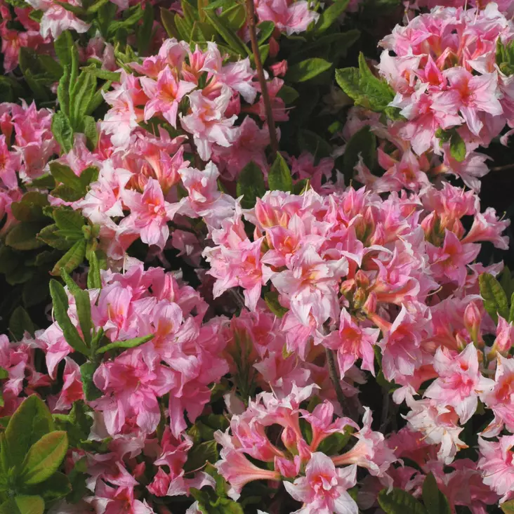 Atsalea Ruususen Uni - Alppiruusut ja atsaleat - 3569 - 1