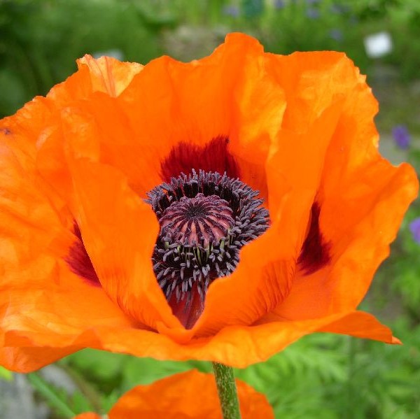 Isoidänunikko - Perennat - 7399 - 1