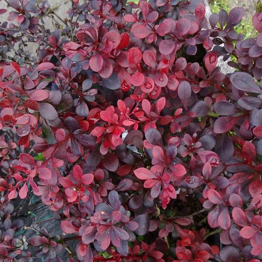 Japaninhappomarja Dart's Red Lady - Koristepensaat - 45209 - 1