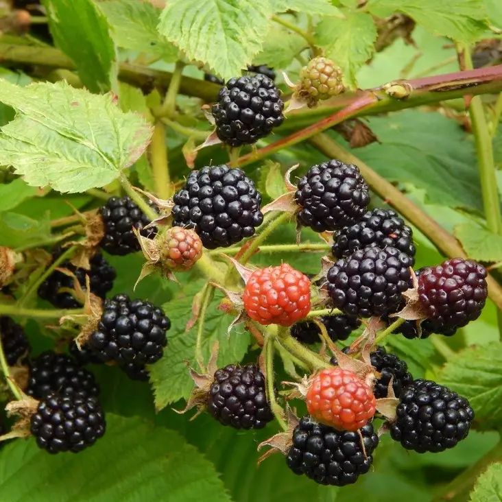 Karhunvadelma Sonja - Vadelmat - 2169 - 1