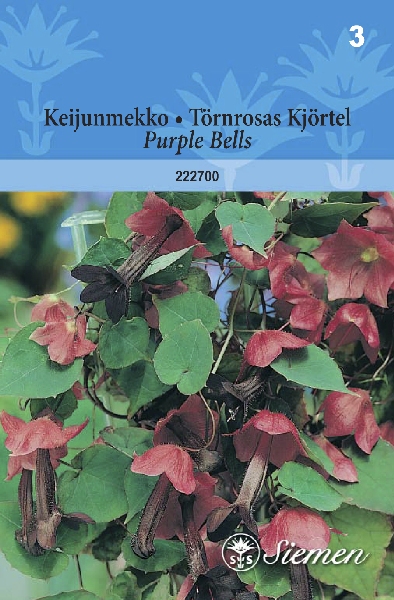 Keijunmekko Purple Bells - Kukkien ja koristeheinien siemenet - 6415152227009 - 1