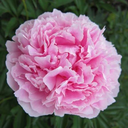 Kiinanpioni Sarah Bernhard - Perennat - 73939 - 1