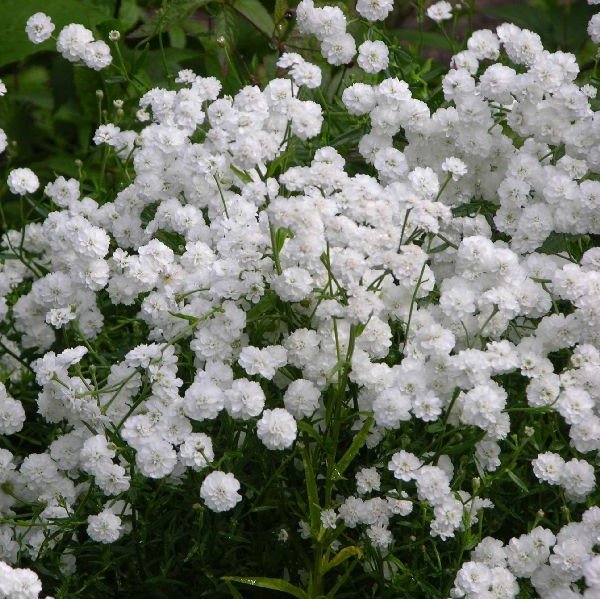 Koreakärsämö The Pearl - Perennat - 7009 - 1