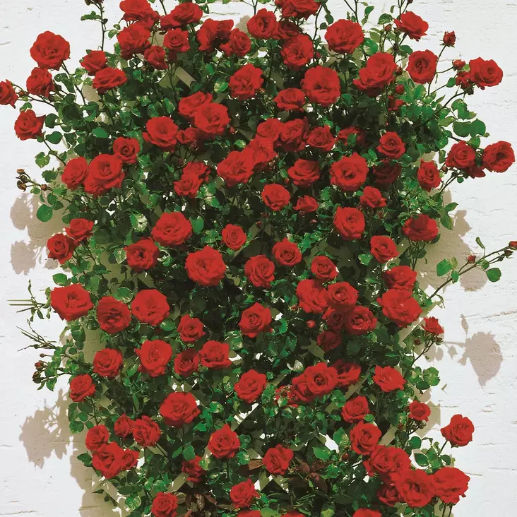 Köynnösruusu Santana - Köynnösruusut - 31739 - 1