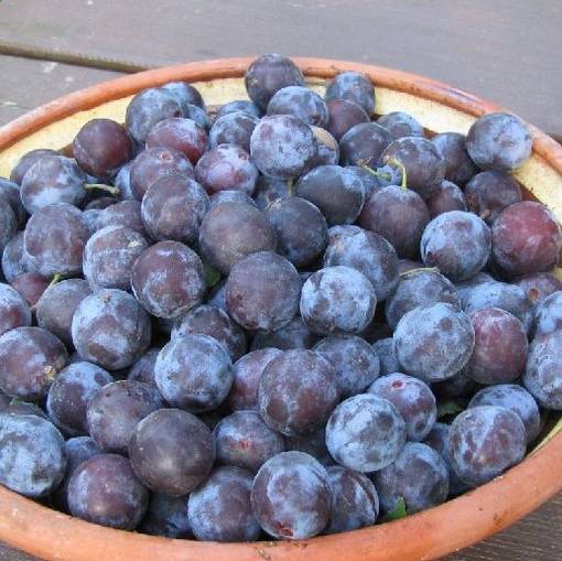 Kriikuna Yleinen sinikriikuna - Luumupuut - 1339 - 1