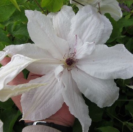 Loistokärhö Beautiful Bride - Köynnöskasvit - 50769 - 1