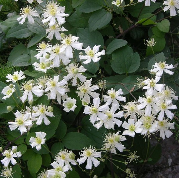 Lumikärhö Summer Snow - Köynnöskasvit - 5059 - 1