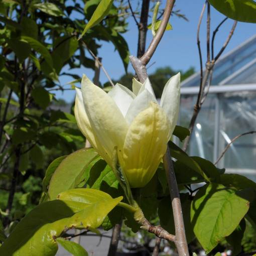 Liljamagnolia Betty - Koristepensaat - 42979 - 1