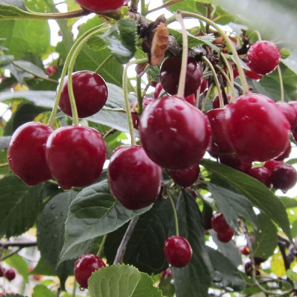 Makeakirsikka Meelika, hillitty - Kirsikkapuut - 14079 - 1