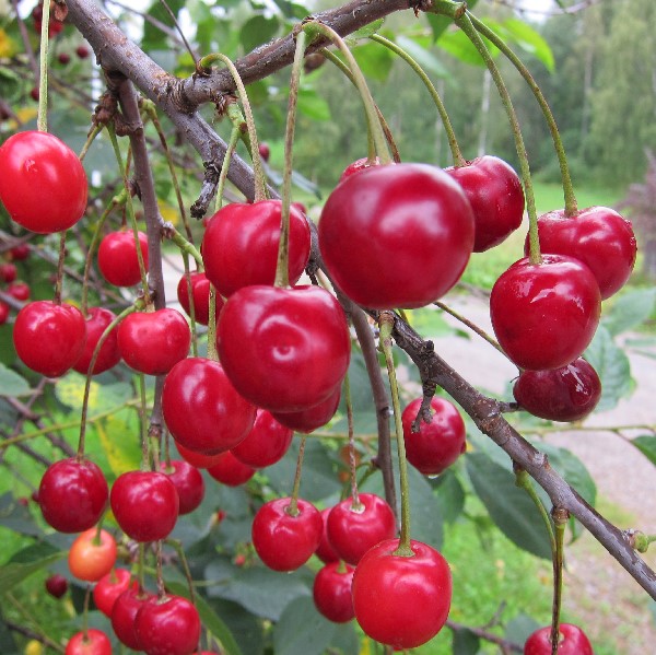 Makeakirsikka Stella, hillitty - Kirsikkapuut - 13869 - 1