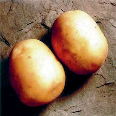 Peruna Solist 3 kg 30-55 mm - Siemenet ja sipulit - 6417486001959 - 1