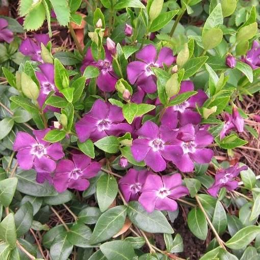 Pikkutalvio Atropurpurea - Perennat - 7589 - 1